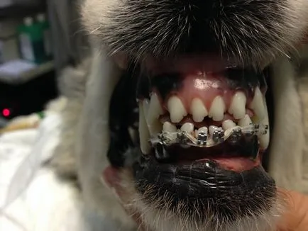 A modern módszerek fogszabályozó korrekció elzáródást kutyák segítségével beállítás tartó rendszerek