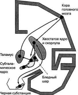 Статични и statokinetic рефлексите