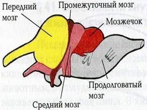 reflexe statice și statokinetic