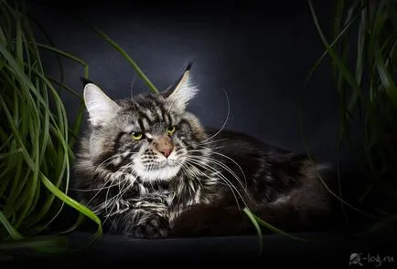 Standarde Maine Coon WCF, Tica, Fife (descriere, foto, video)