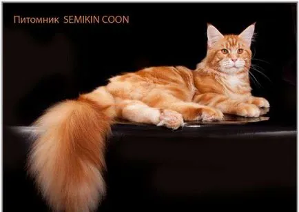 Standarde Maine Coon WCF, Tica, Fife (descriere, foto, video)