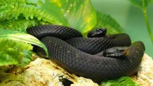 Тази статия описва черната мамба змия характеристики, местообитание, храненето и размножаването