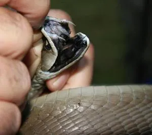 Acest articol descrie caracteristicile negru Mamba șarpe, habitat, hrănirea și reproducerea