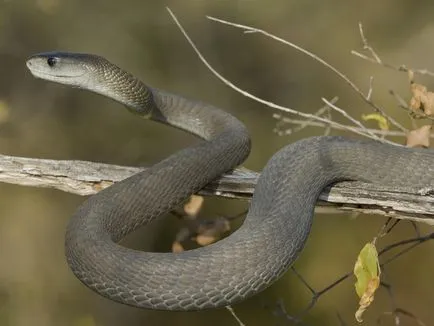 Acest articol descrie caracteristicile negru Mamba șarpe, habitat, hrănirea și reproducerea