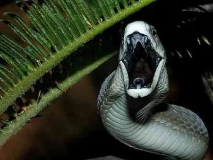 Acest articol descrie caracteristicile negru Mamba șarpe, habitat, hrănirea și reproducerea