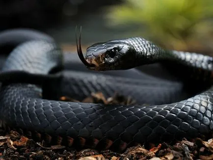 Acest articol descrie caracteristicile negru Mamba șarpe, habitat, hrănirea și reproducerea