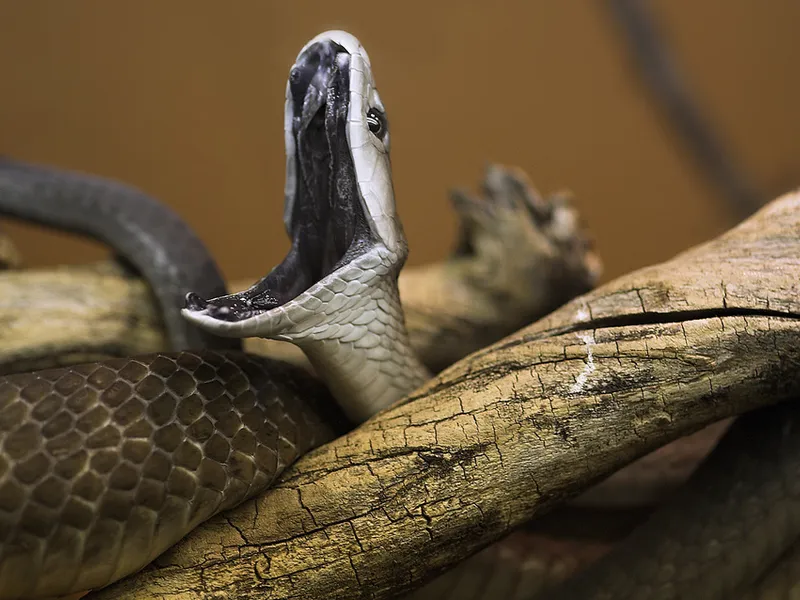 Acest articol descrie caracteristicile negru Mamba șarpe, habitat, hrănirea și reproducerea