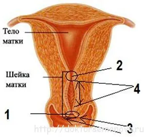 Структурата на шийката на матката, женско списание