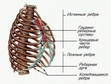 В структурата на човешките кости, които я гърдите форма, здравето ми