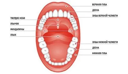Структурата на човешкото ларинкса и гърлото