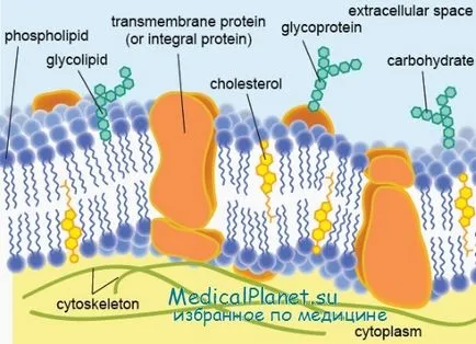 Structura membranei plasmatice a celulelor