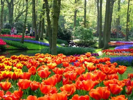 Az ország a tulipánok - Hollandia