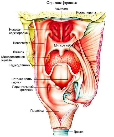 Структурата на гърлото, фаринкса, носоглътката, трахеята, ларинкса на човека