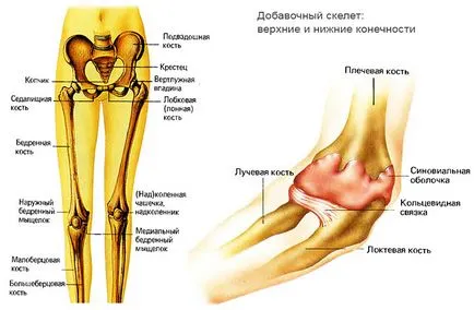 Човешки стави анатомия крак горните и долните крайници подробната структура