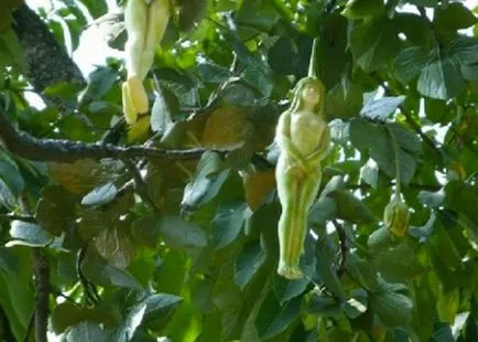 Titokzatos fa gyümölcsök formájában lányok egyre Thaiföldön - egy vicces, vicces és furcsa