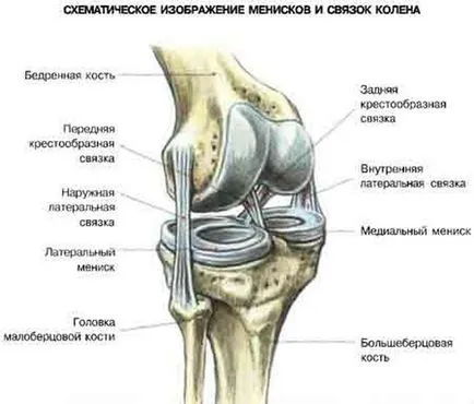 Ligamentele genunchiului, anatomia lor și tipuri