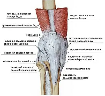 Ligamentele genunchiului, anatomia lor și tipuri