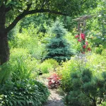 grădină umbroasă (38 poze) caracteristici plante, flori de gradina pentru locuri umbroase, fotografii și video