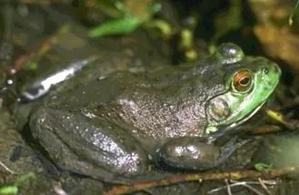 Hőmérséklet mint környezeti tényező