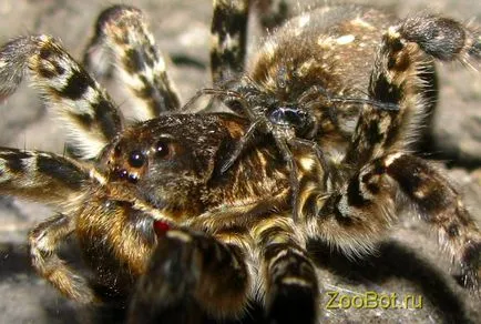 Tarantul yuzhnobolgarsky (Lycosa singoriensis)