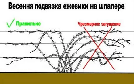 vágási technológia szeder kert kezdőknek