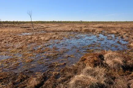 nyírfajd jelenlegi