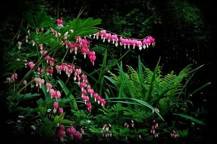 grădină umbroasă (38 poze) caracteristici plante, flori de gradina pentru locuri umbroase, fotografii și video