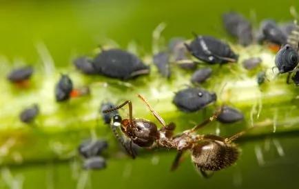 Листни въшки и мравка - една невероятна мирмекофилия