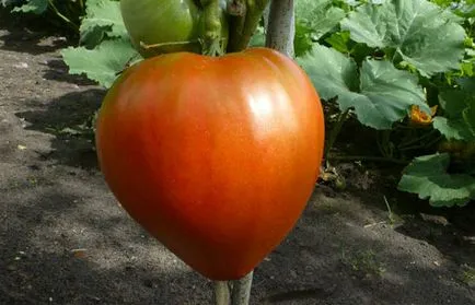 Tomate „inima de carne de vită“ - fotografii, recenzii, caracteristici și descrierea soiului