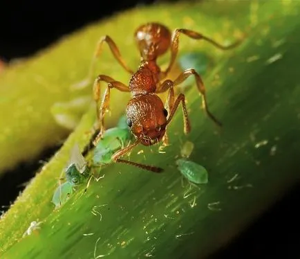 Листни въшки и мравка - една невероятна мирмекофилия