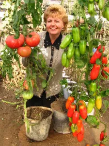 Tomatele cultivate în găleți