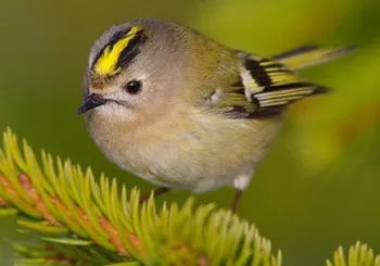 Top 10 cele mai mici păsări din fotografie mondială