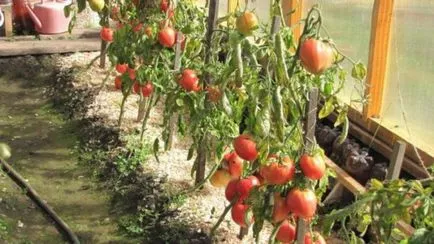 tomate Siberian soiuri de maturare demnitate