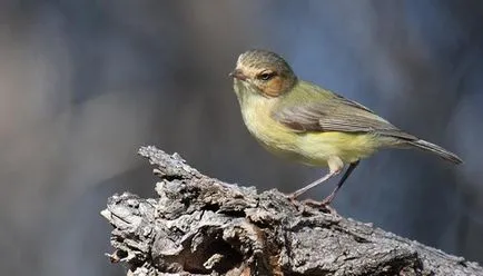 Top 10 sunt cele mai mici păsări din lume