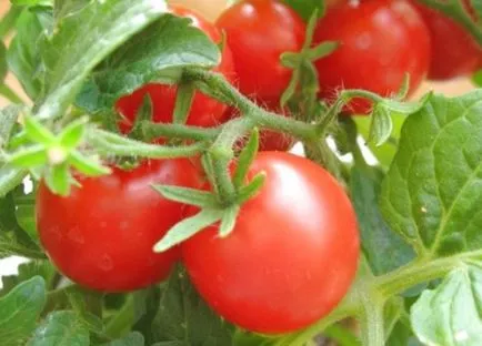 tomate Siberian soiuri de maturare demnitate