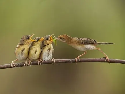 Top 10 cele mai mici păsări din fotografie mondială