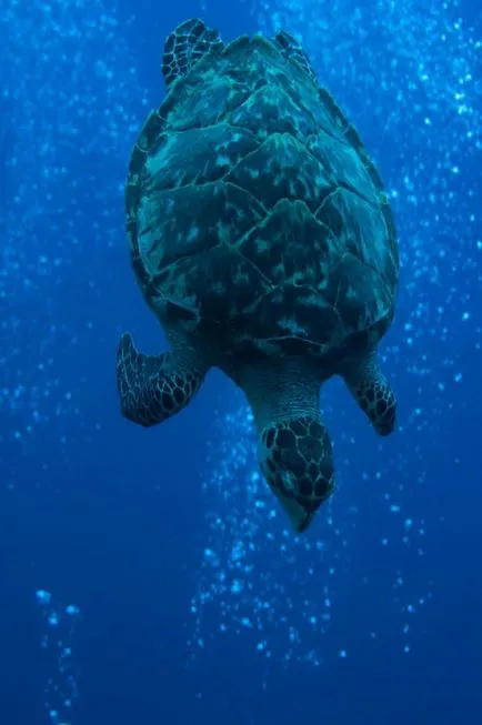 Top 7 cele mai frumoase recife de corali din lume (25 poze)