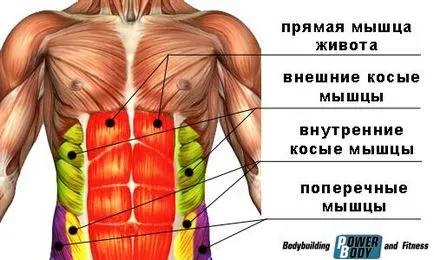 Обучение на коремните мускули - формирането на облекчение на коремните мускули