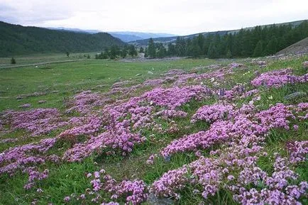 мащерката Билката лечебни свойства на мащерка чай полезни свойства, едно пътешествие в света на природата