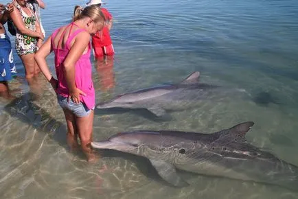 Dolphin Transport (Video) ~ Delfinariu clorurate închisoare