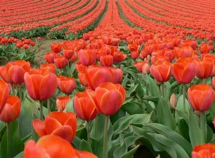Tulip Fever - az első piramis rendszer a történelemben