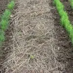 Dill special de plantare și cultivare - celhozportal