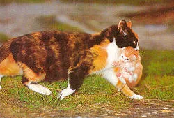 Megjelent a macska kiscicák - tenyésztés - a természet és az állatok