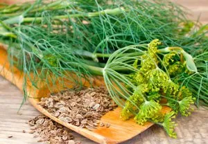 Dill special de plantare și cultivare - celhozportal