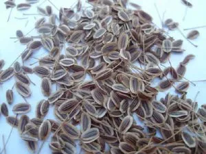 Dill special de plantare și cultivare - celhozportal