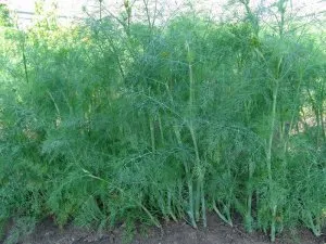 Dill special de plantare și cultivare - celhozportal