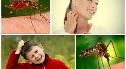 Mosquito musca de ce o mușcătură, și nu există alte simptome și tratament, recomandări foto și video