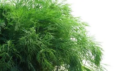 Dill special de plantare și cultivare - celhozportal