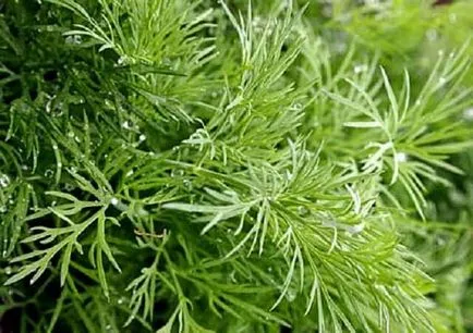 Dill special de plantare și cultivare - celhozportal