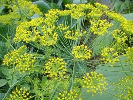 Dill special de plantare și cultivare - celhozportal